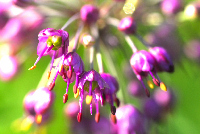 らっきょの花 らっきょの花