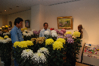 菊花展 菊花展