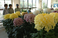 菊花展 菊花展
