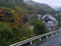 岩科地区の紅葉 岩科地区の紅葉