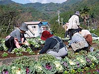 花の会 花の会