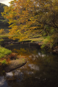 河原の木々の紅葉