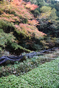 池代県道沿いの紅葉