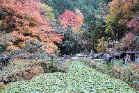 池代地区紅葉