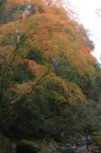 小杉原の紅葉 小杉原の紅葉