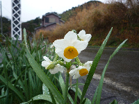 水仙 水仙