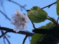 桜 桜