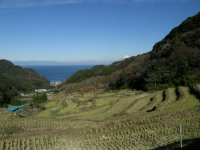 昨日の石部棚田