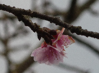 早咲きの桜