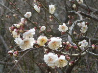 牛原山梅園