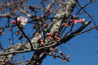 早咲きの桜