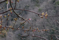 早咲きの桜