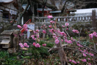 伊那下神社梅