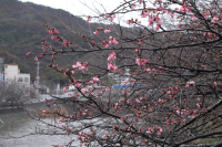 新島橋の桜