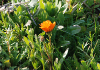 花畑 花畑