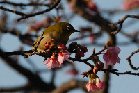 早咲きの桜