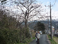 桜天狗巣病駆除作業