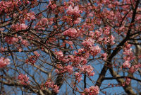 那賀川堤の桜 那賀川堤の桜
