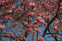 那賀川堤の桜