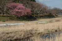 那珂川沿いの桜