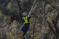 桜天狗巣病駆除 桜天狗巣病駆除