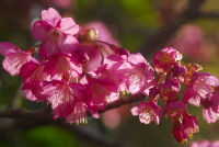 隠居桜 隠居桜