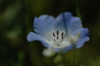 花畑 花畑