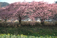 寒桜 寒桜