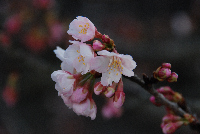 桜 桜