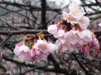 船田桜