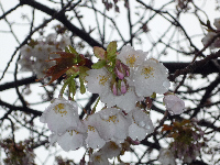 伏倉土手の山桜