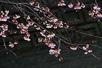 南川の桜