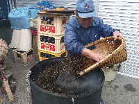 ひじき煮出し作業 ひじき煮出し作業