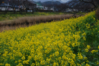 菜の花 菜の花