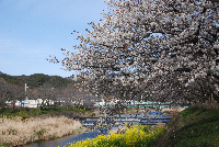 伏倉土手の山桜 伏倉土手の山桜