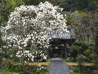 木蓮 木蓮