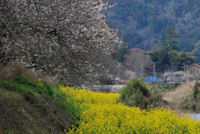 伏倉土手の山桜 伏倉土手の山桜