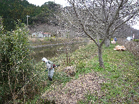 那賀バイパス竹切り