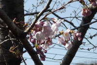 ソメイヨシノ開花 ソメイヨシノ開花