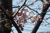 ソメイヨシノ開花