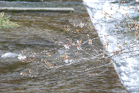 那賀川堤桜 那賀川堤桜