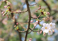 室岩洞付近の桜