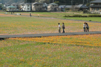 那賀花畑 那賀花畑