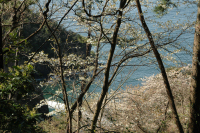 室岩道の桜