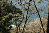 室岩道の桜 室岩道の桜