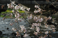 大沢の桜