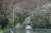 室岩洞の桜 室岩洞の桜