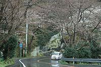 室岩洞の桜