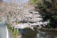 大沢の桜