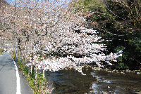 大沢の桜 大沢の桜